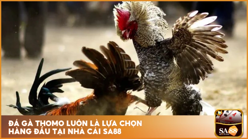 Đá gà Thomo luôn là lựa chọn hàng đầu tại nhà cái sa88