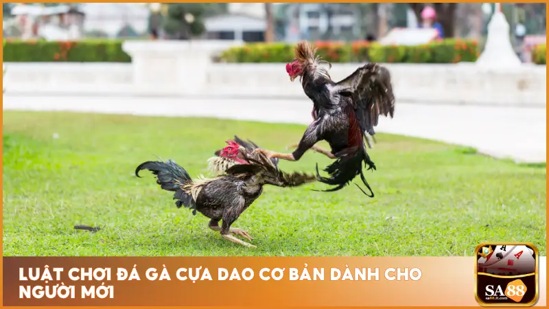 Đá Gà Cựa Dao - Thần Kê Xuất Chiến, Cược Lộc Về Tay 3 Luật chơi đá gà cựa dao tại sa88 lại rất dễ nắm bắt với bất kỳ ai lần đầu tiếp cận